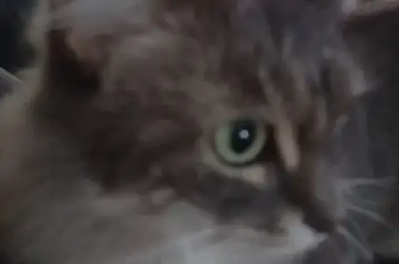 Lost cat, Madolyn Lane, 20, Averill Park, Arlington — female with a gray fluffy tail - photo