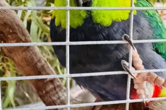Lost Bird, Kenton Way, 3, Rockingham, Perth — male Red Capped Parrot - photo