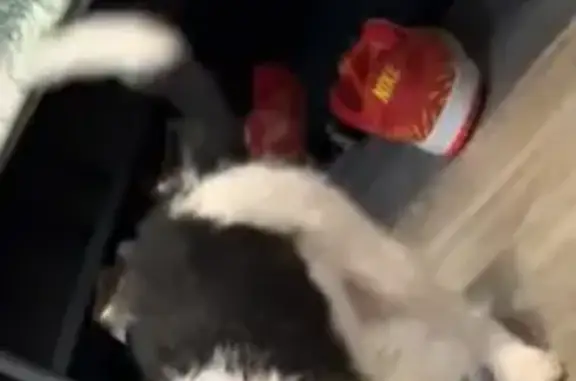 Lost Dog, South Bend, Indiana, Chicago — small black-and-white male pup - photo
