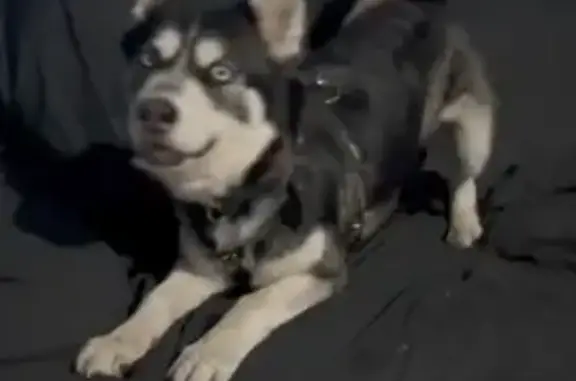 Búsqueda de mascotas, foto: Perro perdido, Calle Paloma Negra, 396, Ciudad Nezahualcóyotl, Ciudad Nezahualcoyotl — hembra, ojos azules