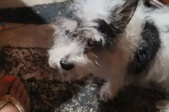 Lost dog, Meadow Lark, 1912, Irving — male, 12-year-old Jack Russell mix with black spots - photo