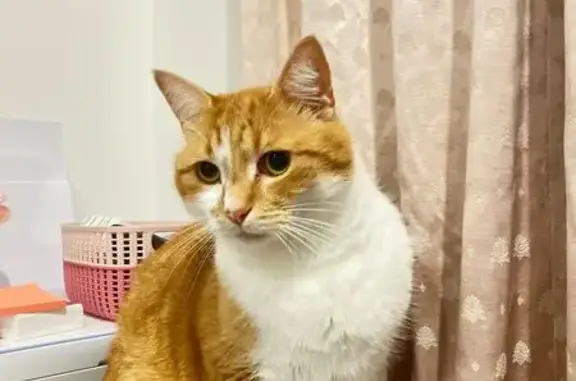 Lost pets Melbourne, photo: Lost male cat, Strathfield — ginger short-haired