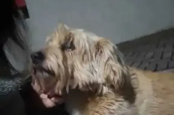 Cachorro encontrado, Rua Maria...