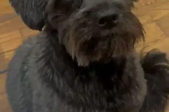 Lost dog, 2nd Avenue, 8607, North Bergen, Fairview — small black Yorkipoo - photo