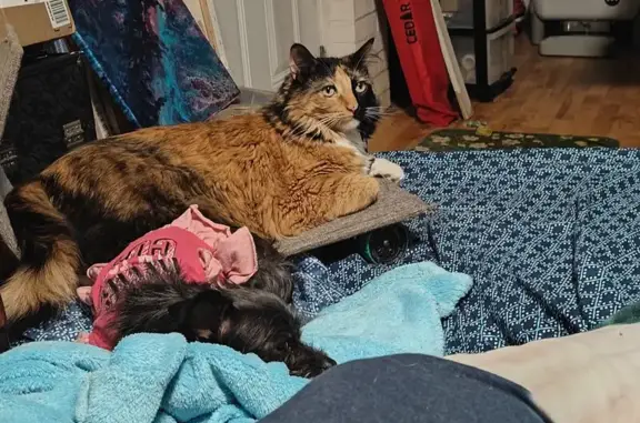 Lost cat, East Lerma Place, 7634, Tucson — half-orange, half-black face - photo