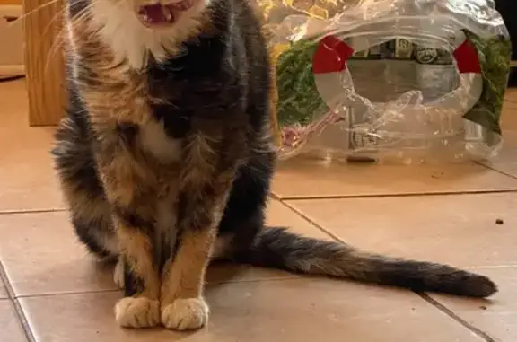 Lost cat, Burgess Place, 246, Passaic — female senior calico with ear tip - photo