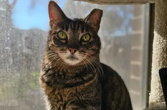 Lost male cat, Ravello Pass, 8908, Austin — gray-brown tabby with a cut ear - photo