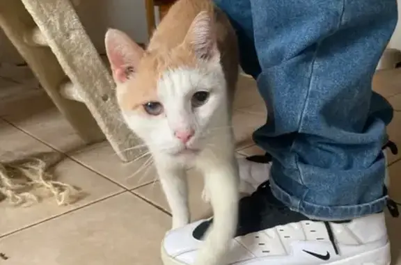 Lost cat, Burgess Place, 253, Clifton — senior male with a white and orange coat - photo