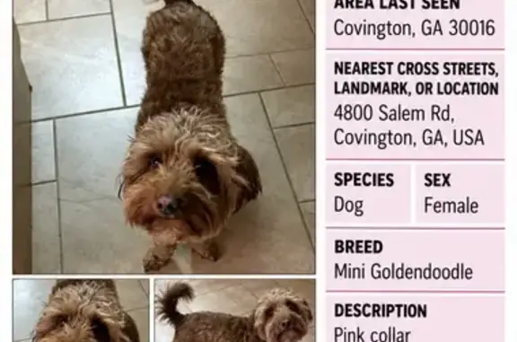 Lost Dog, Old Oak Court, 99, Buck Creek, Covington — female with a pink collar - photo