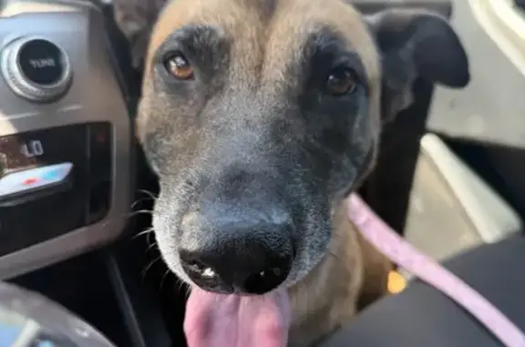 Lost dog, McKinley Avenue, California, San Bernardino — brown coat, healing wound - photo