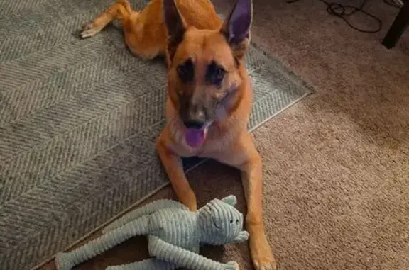 Missing dog Las Vegas, photo: Lost dog, Alta Drive, 7800, Las Vegas — male, missing almost half his tail