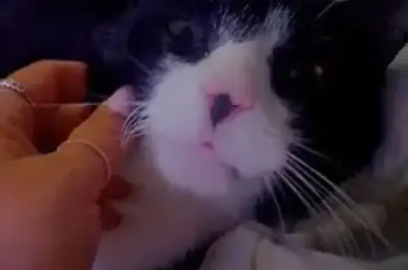 Lost pets Marion, photo: Lost male cat, Kelly Grove, 1, Marion — responds to his name