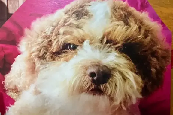 Lost dog, Hazelton Street, 4405, Houston — small fluffy poodle mix, about 16 years old - photo
