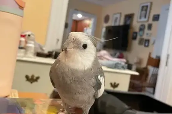 Lost male bird, East State Street, 20;28, Doylestown — responds to cockatiel songs - photo