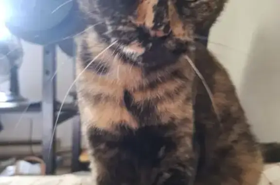 Lost and found pets Spokane, photo: Lost female cat, East Lincoln Road, Spokane — mostly orange face
