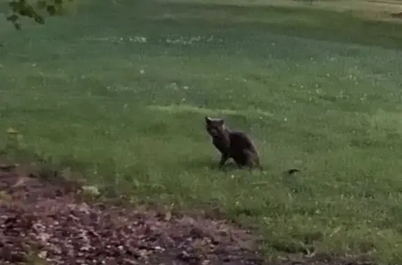 Found pets Providence, photo: Found cat, Stephen Hopkins Court, 47, Providence — ash-gray with a serious left-eye problem