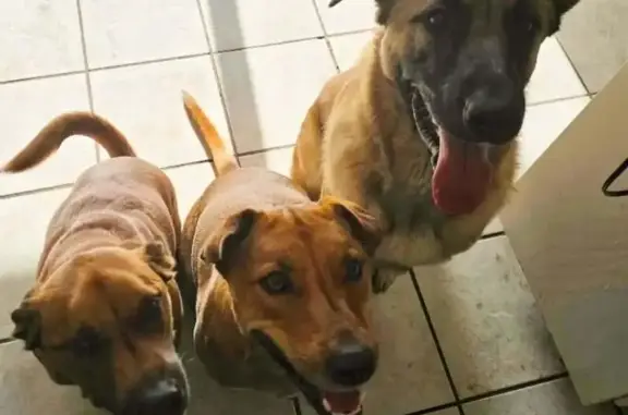 Missing dog Lubbock, photo: Lost male dog, North Frankford Avenue, 302, Lubbock — German shepherd and black mouth cur mix