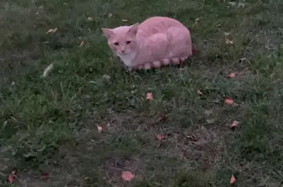 Found pets Providence, photo: Found cat, Stephen Hopkins Court, 47, Providence — orange cat with a white chest