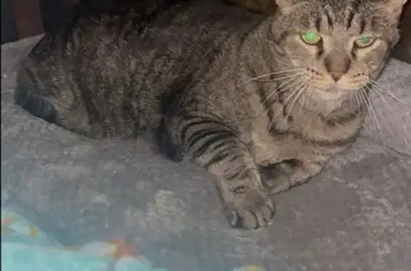 Lost cat, Mercer Street, 402, Durand — 14-year-old gray and black male cat - photo