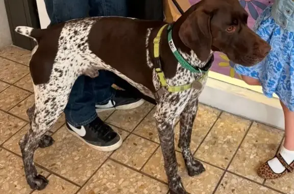 Brown & White (spotted) German Shorthaired Pointer, Green Collar, Not Neutered.