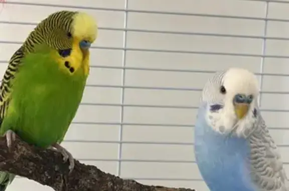 Lost pets Quirindi, photo: Lost bird, Munmorah Circuit, 14, Blacktown, Quirindi — green and yellow and light blue budgies