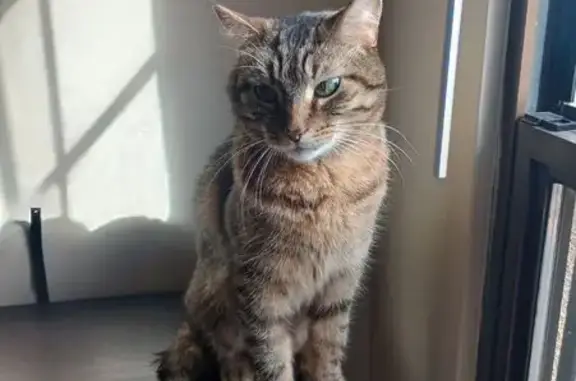Lost cat, male, Calle De Oro, 5617, Evansville — larger, shy, clipped ear - photo
