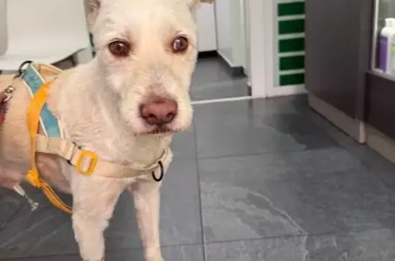 Perro encontrado, Avenida Amac...