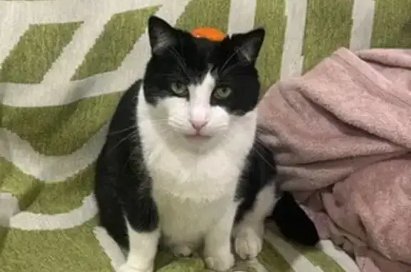 Lost pets Adelaide, photo: Lost cat, Adelaide — male with a disabled tail