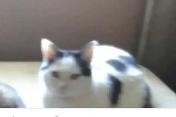 Lost cat, Jefferis Avenue, 1514, Killeen — white with black markings, emotional support animal - photo