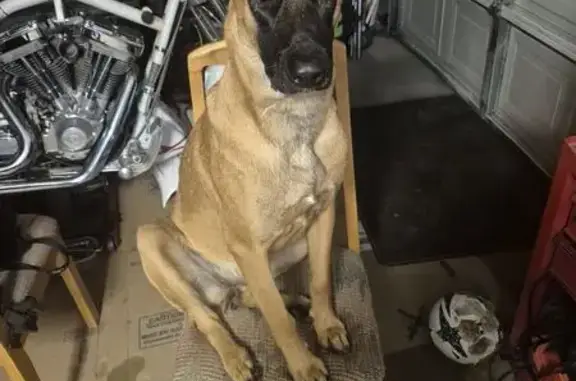 Lost Dog, Walnut Drive, Eureka — female with a black mask and ears - photo