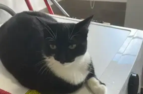 Gato perdido, hembra, Calle 3, 3280, Zapopan, Guadalajara — tiene sobrepeso - photo