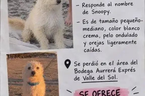 Perro perdido, Valle Atlixco, 8725, Tijuana — blanco, de pelo ondulado y sin collar - photo