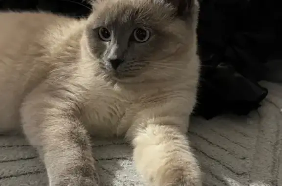 Lost cat, Progress Road, 49, City of Moreton Bay, Burpengary — female, microchipped - photo