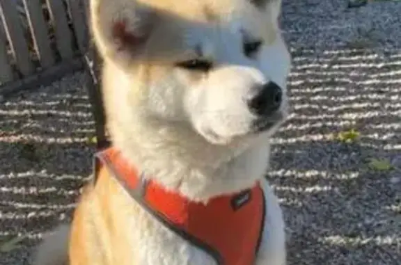 ¡URGENTE! PERRA PERDIDA EN LA ZENIA / ORIHUELA COSTA Se ha escapado una perra de raza Akita Inu llamada JATI en la zona de La Zenia. Es CIEGA de ambos ojos y está completamente desorientada por la lluvia y el estrés. Nombre de la mascota: JATI Raza: Akita Inu Sexo: Hembra Rasgo físico clave: Es totalmente ciega. Accesorios: Lleva un arnés de color morado (violeta) en el cuerpo. Número de CHIP (RIVIA): 985141000862799 (¡Atención! Los teléfonos registrados en la tarjeta RIVIA son antiguos, usar solo el de abajo). Por favor, si la veis, no corráis detrás de ella ni le gritéis, ya que tiene muchísimo miedo debido a su ceguera y puede huir o esconderse más profundamente. Intentad retenerla en un sitio cerrado (un garaje, un porche) o dadle cobijo y llamadnos de inmediato. TELÉFONO DE CONTACTO ACTUAL: 643563986 (O también al 092 de la Policía).