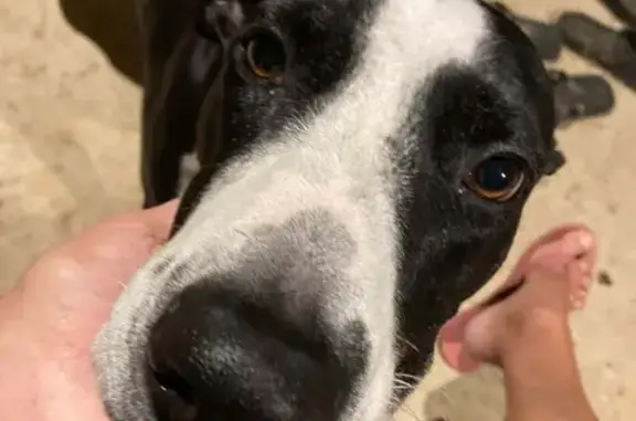 Missing dog Dimbulah, photo: Lost dog, Wolfram Road, Dimbulah — male Bull Arab cross Pointer, dark brown and white
