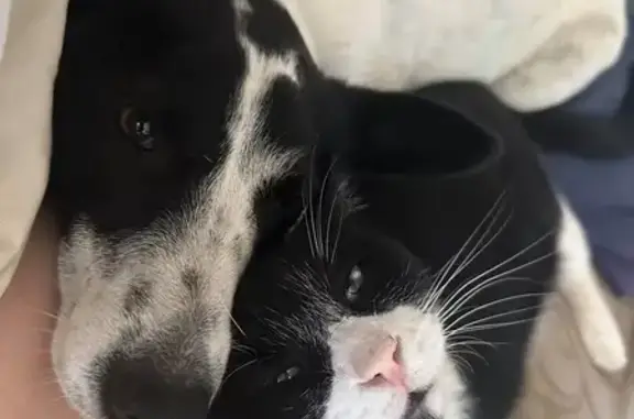 Missing cat Odessa, photo: Lost male cat, Austin Avenue, 6706, Odessa — black and white with white paws