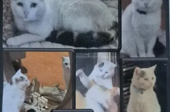 Lost pets Melbourne, photo: Lost male cat, Aquila Crescent, Casey City, Melbourne — white coat and striped tail