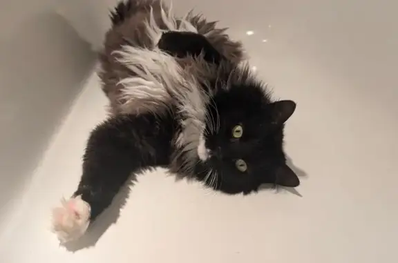 Lost cat, male, Logan, Queensland, Brisbane — friendly 7 kg tuxedo cat - photo