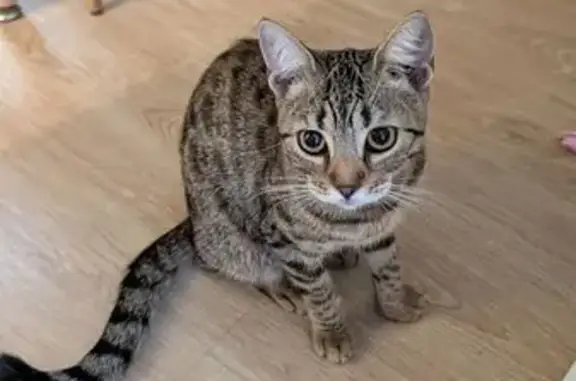 Gato encontrado Santa Coloma de Gramenet, foto: Encontrado gato, Passeig del Mossèn Jaume Gordi, 19, Santa Coloma de Gramenet — pequeño y gris con rayas negras