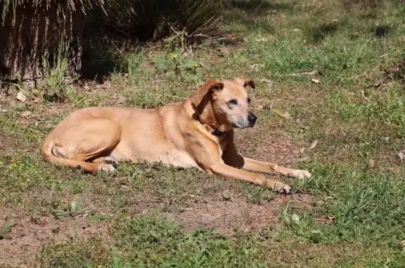 Lost pets Strathfield, photo: Lost dog, female, King William Street, Bayswater, Strathfield — Whippet-Ridgeback cross