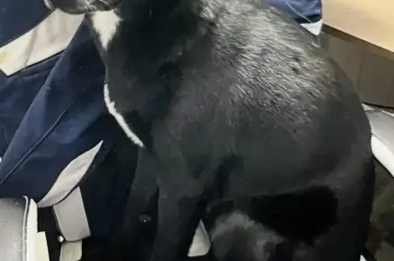 Lost dog, Harrison Lane, 1000, Hurst — male with one blue and one brown eye - photo