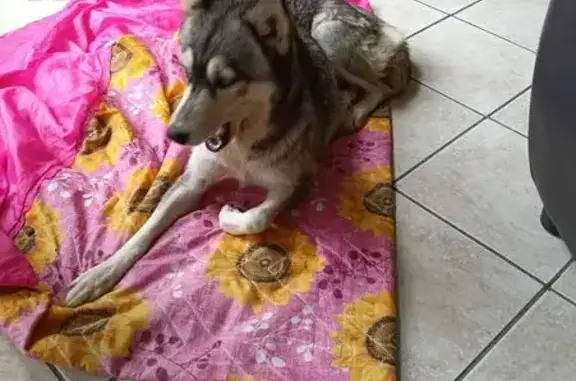 Perro perdido, Cuautitlán Izcalli, Estado de México, Mexico City — husky hembra con mascarita en el rostro - photo