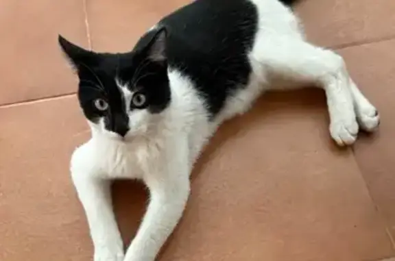 Gato perdido, Calle del Ponent, Almassora — cachorro blanco con hocico negro - photo