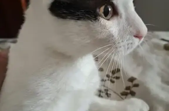 Perdido gato macho, Calle Río Guadiana, 6, Las Lagunas de Mijas, Fuengirola — mancha negra en la espalda - photo