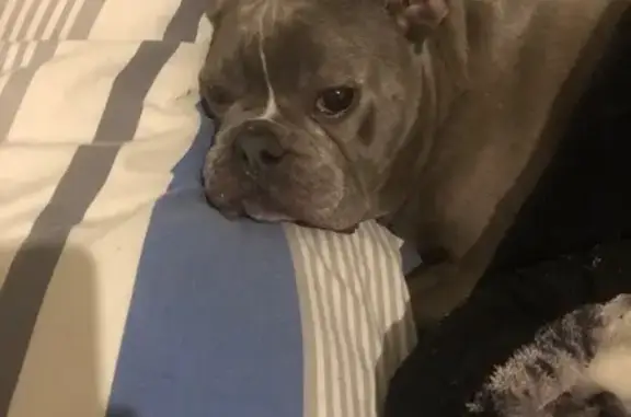 Lost pets Caulfield South, photo: Lost dog, male Frenchie, Wilmoth Avenue, 17, City of Glen Eira, Caulfield South — grey coat, white chest