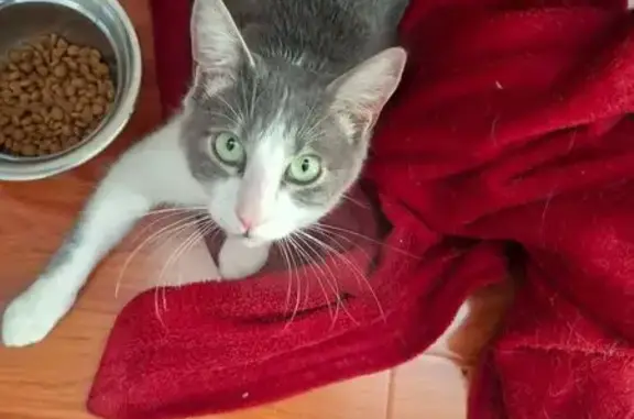 Missing cat Randburg, photo: Lost cat, Klapperboom Avenue, Randburg — male with green eyes