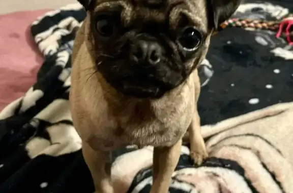 Missing dog Corpus Christi, photo: Lost dog, South Staples Street, 602, Corpus Christi — tiny, shy female pug