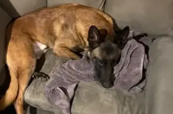 Lost dog, male, Decatur Street, 5003, Omaha — dark fawn coat, black face - photo