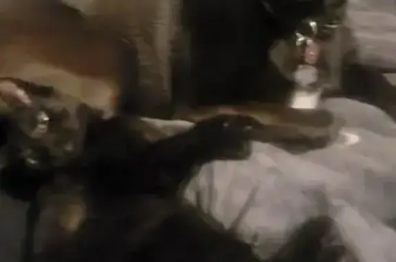 Lost Cat, Potomac Avenue, 71, Buffalo — very vocal male - photo