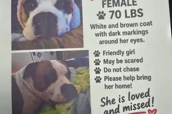 Lost dog, Sahuarita, Arizona, Phoenix — female with a hot pink collar - photo